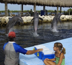 Mandy signals the dolphins for a high jump, while his granddaughter looks on.